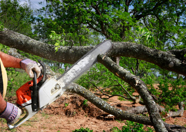  Hurstbourne Acres, KY Tree Care Services Pros